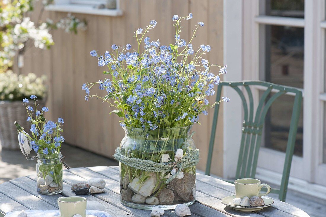 Myosotis (Vergissmeinnicht) mit Kieselsteinen und Schneckenhaeusern