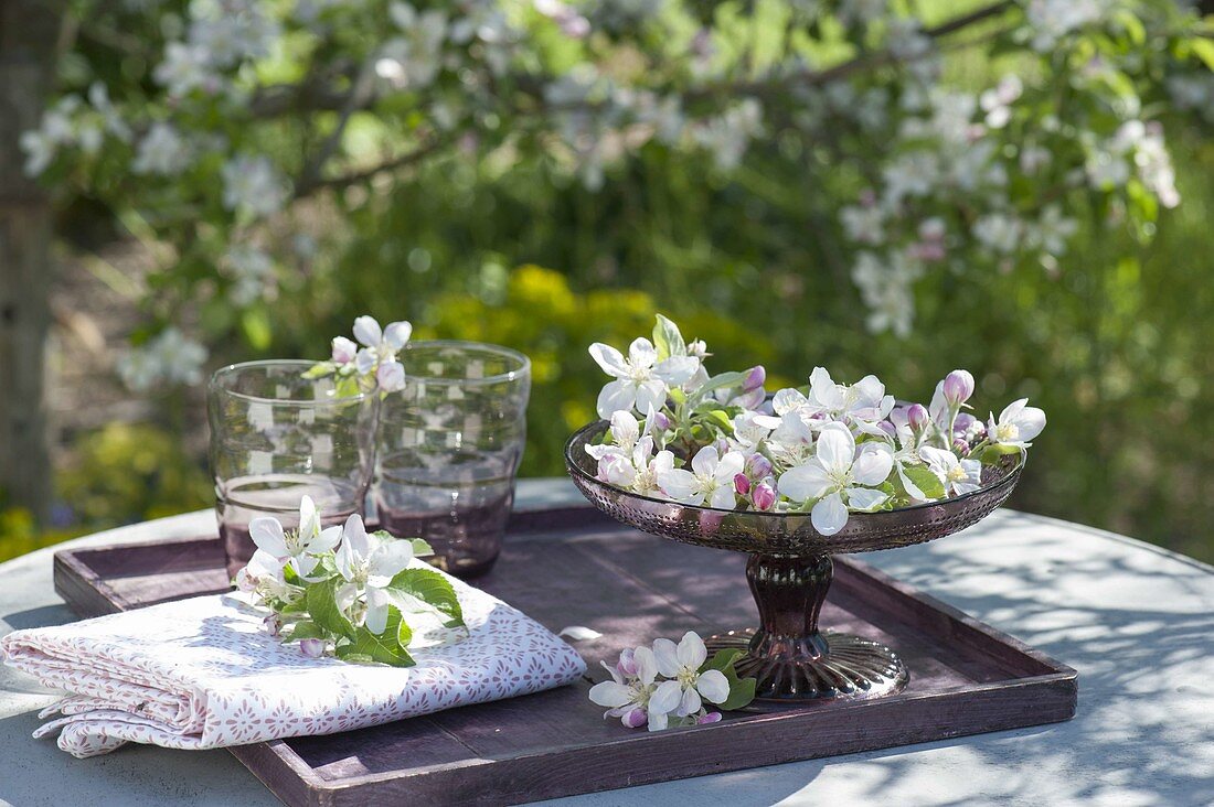 Apfelblueten in Schale als Tischdeko : Malus (Zierapfel)