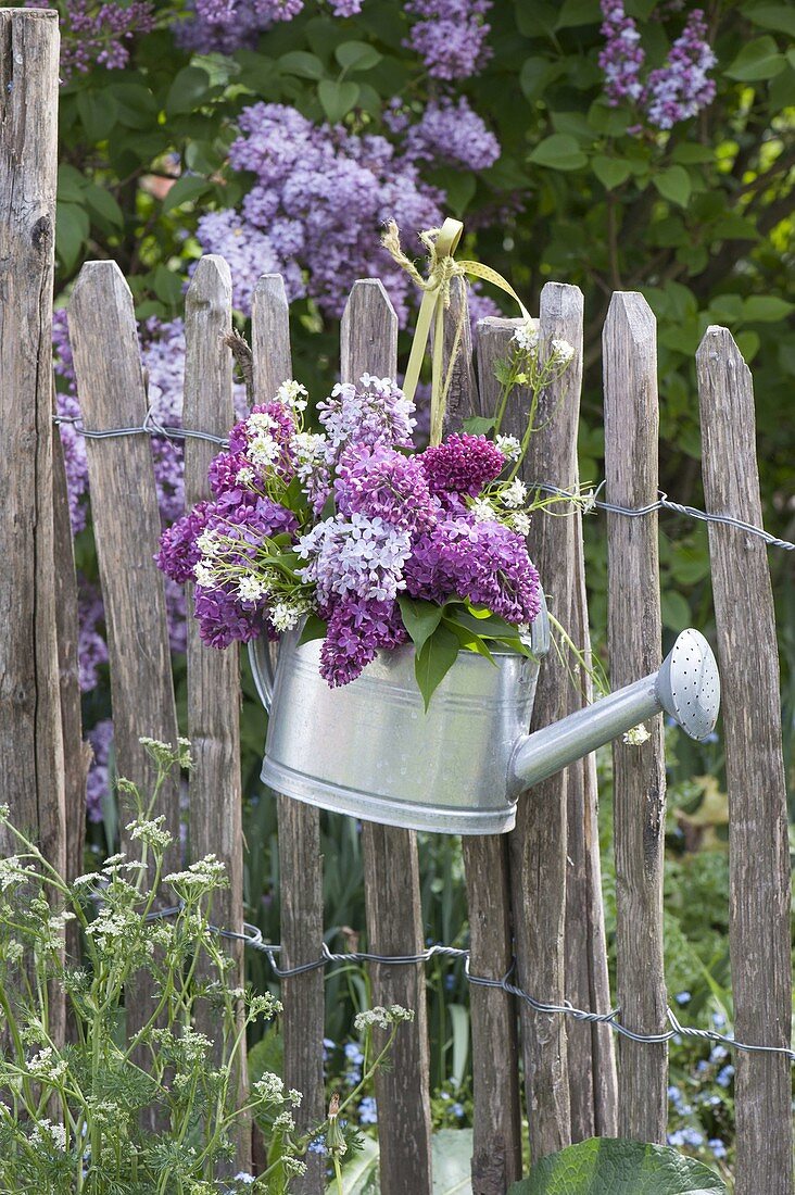 Giesskanne zweckentfremdet als Vase : Syringa (Flieder)