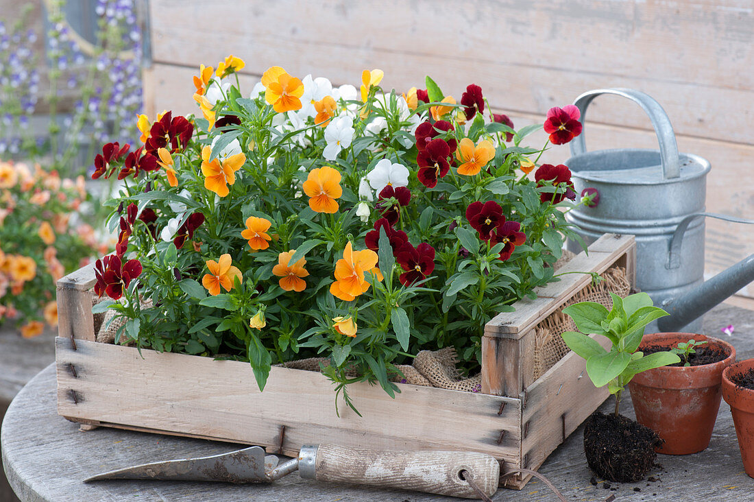 Viola cornuta Callisto 'Orange', 'White', 'Red Spot'