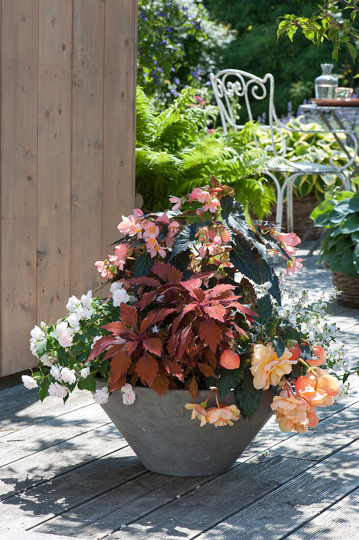 Begonia Fragrant Falls 'Peach' (Fragrance Begonia)