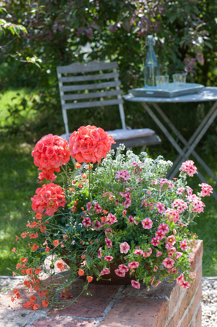 Pelargonium zonal classic line 'Noblesse' (standing geranium)