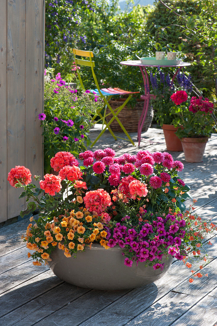 Calibrachoa Aloha Kona 'Mango', Unique 'Dark pink'