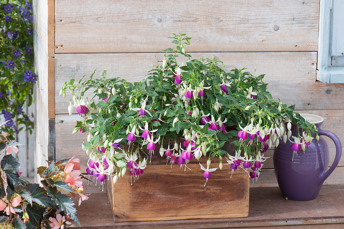 Holzkiste mit Fuchsia Bella Fuchsia 'Nora' (Fuchsien)