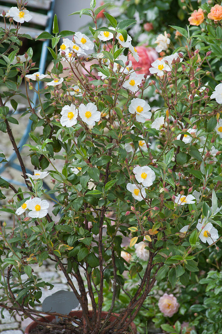 Cistus laurifolius (Laurel-leaved Cistus)