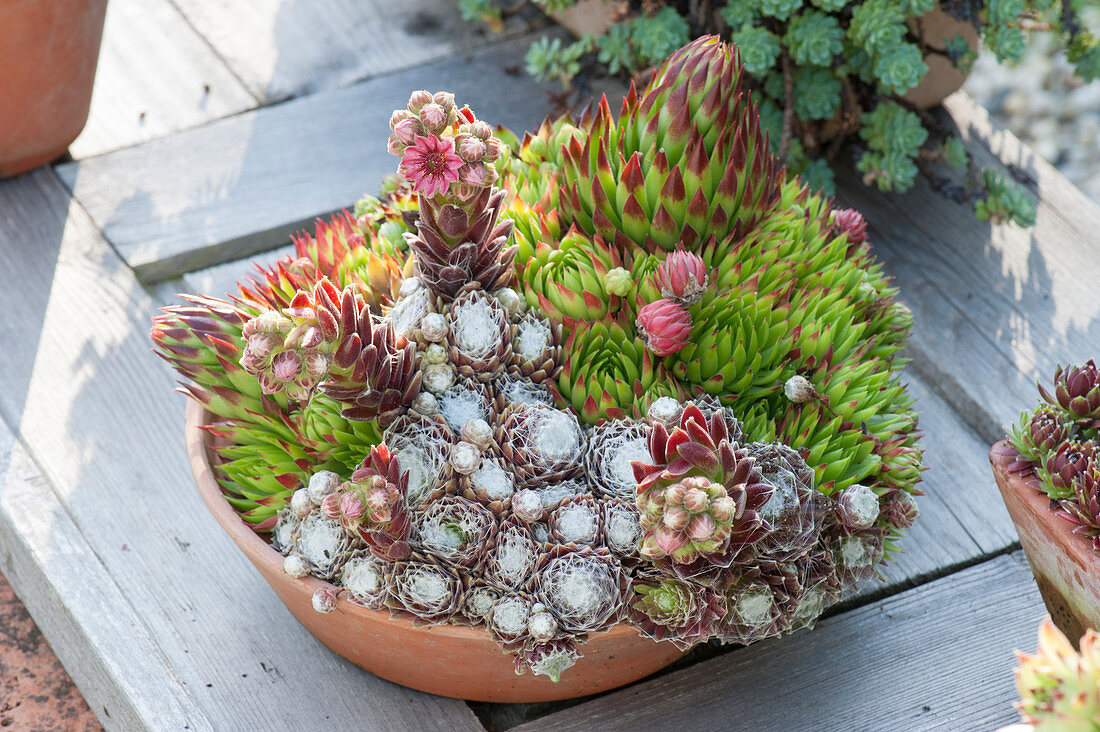 Bowl with Sempervivum 'Aaliyah' ( cobweb houseleek)