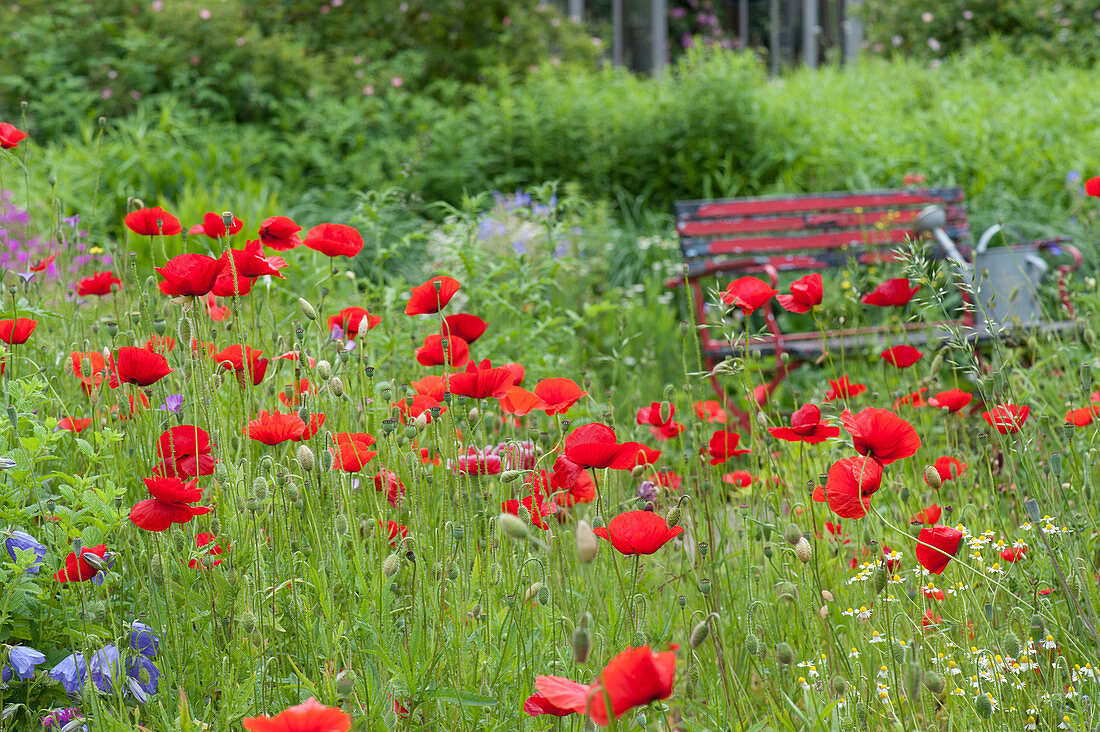 Early summer garden with poppy