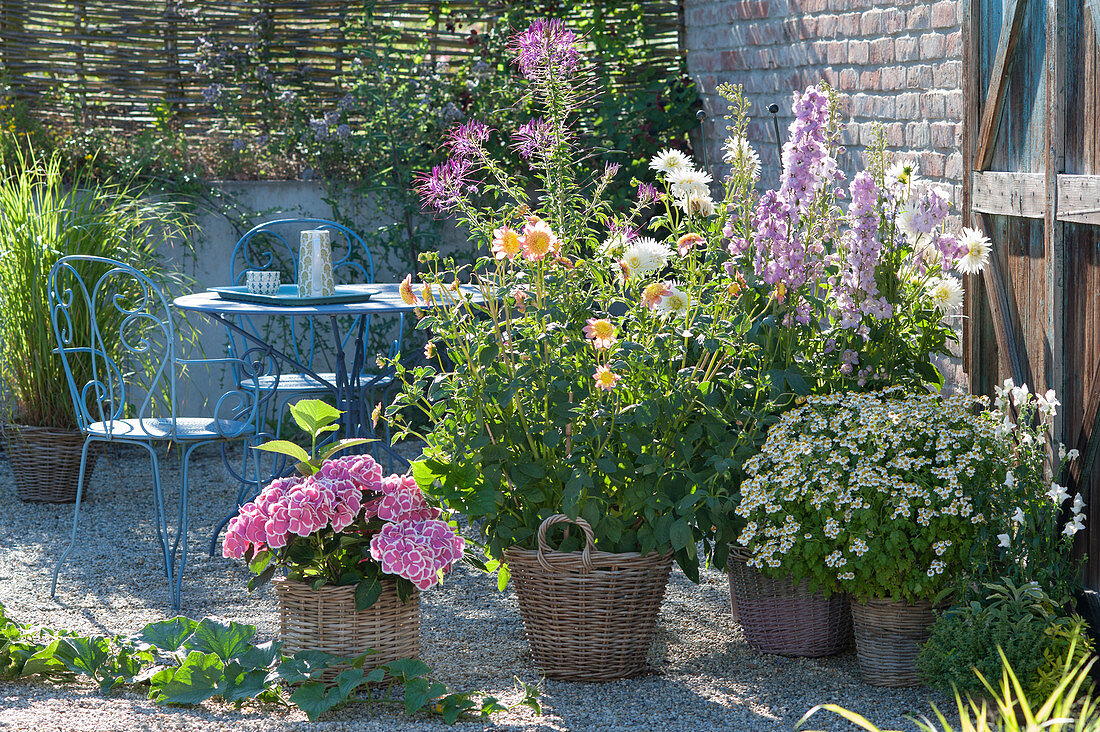 Countrystyle in baskets on gravel terrace, Dahlia 'Honey'