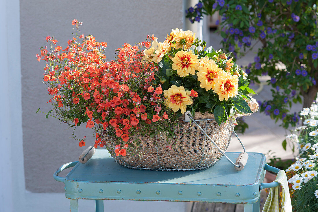 Diascia Breezee Plus 'Orange' (Elfspore) and Dahlia Medio