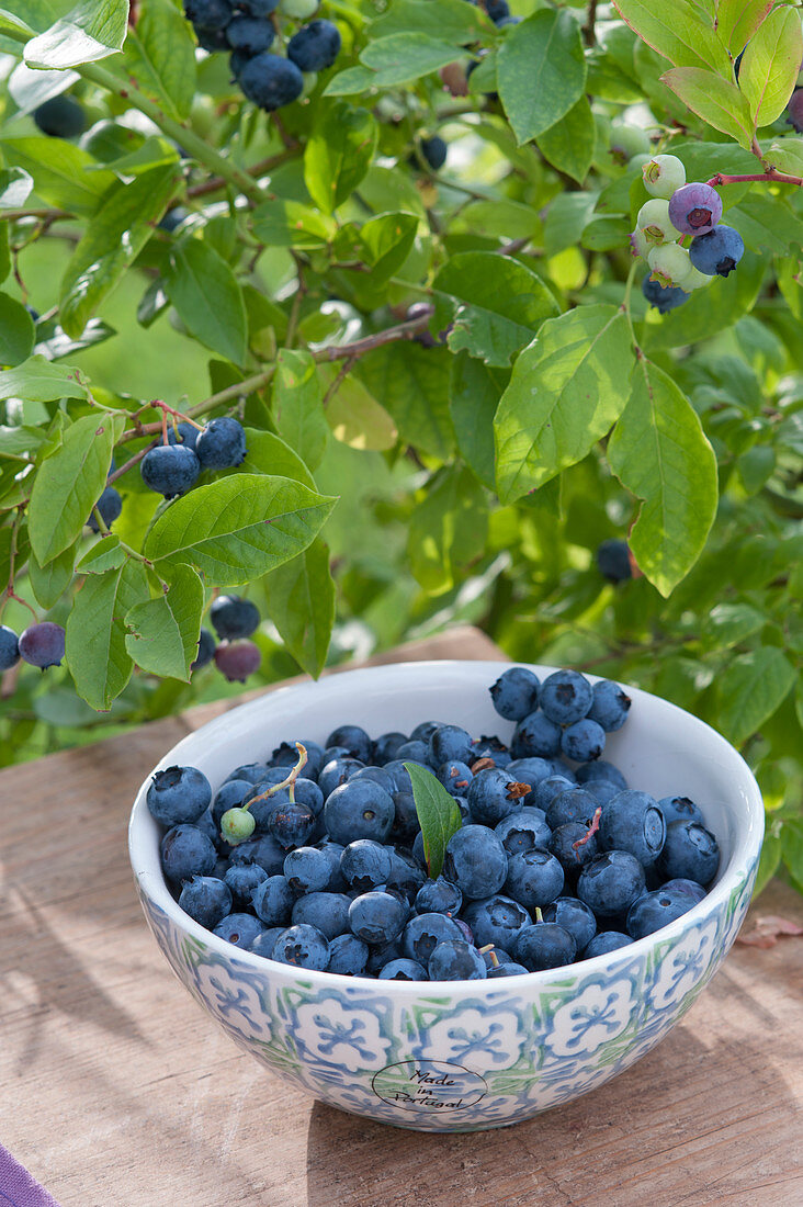 Freshly picked blueberry 'Berkeley' (Vaccinium corymbosum)