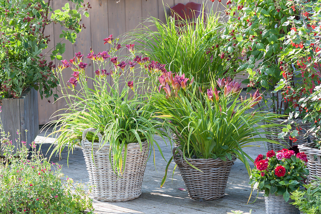 Hemerocallis cultorum 'Little Fellow' links, 'Summer Wine' rechts