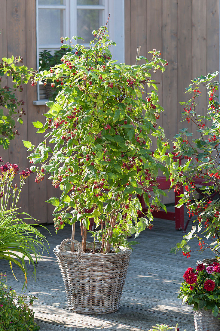 Raspberry 'Sanibelle' (Rubus idaeus) in basket planter