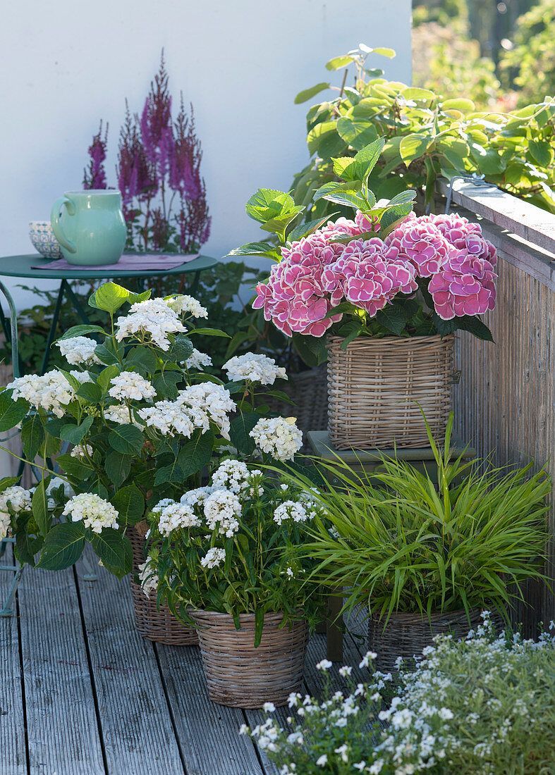 Hydrangea macrophylla 'The Bride' 'Tivoli Pink' (Hortensien)