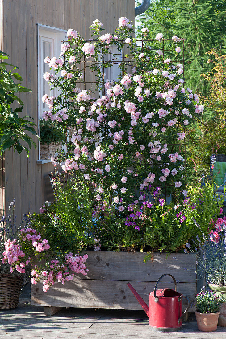 Rosa 'Rosenholm' im selbstgebauten Holzkasten als Sichtschutz