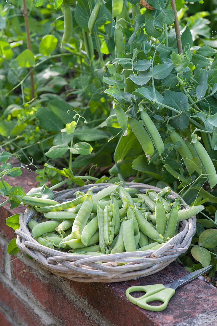 Palerbse 'Senator' (Pisum sativum) im gemauerten Hochbeet