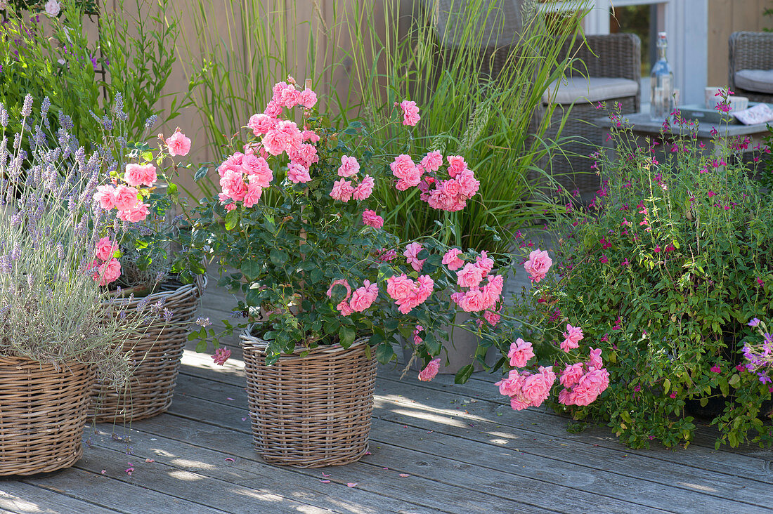 Pink 'Pink Meilove' (lavender), Lavender (Lavandula)