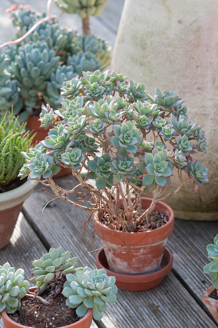 Echeveria in the summer resort