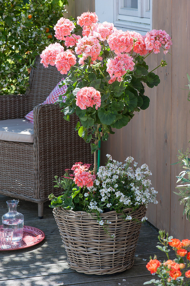 Pelargonium zonal 'Classic Helena' (Standing Geranium)