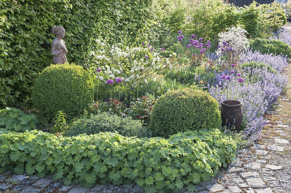 Beet with Buxus (book-balls), Nepeta (catmint)