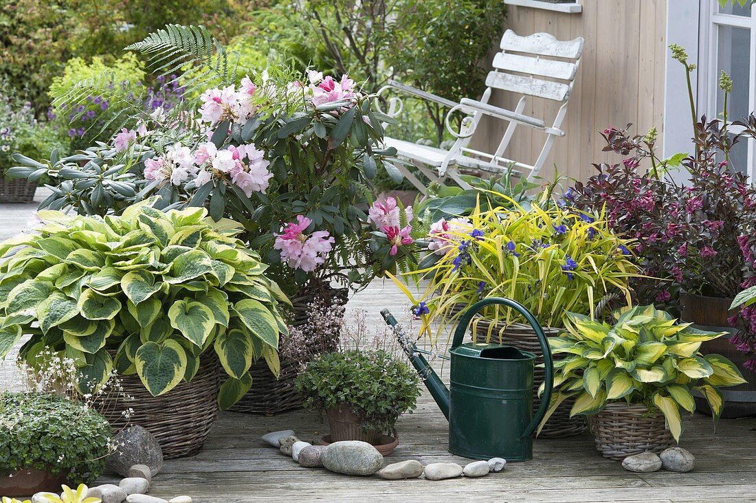 Hosta sieboldiana 'Wide Brim' (Blaue Gelbrand-Funkie), Rhododendron