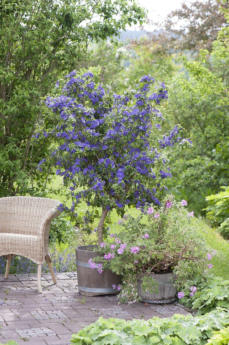 Solanum rantonnetii (Enzianbaum) und Pelargonium 'Pink Champagne'