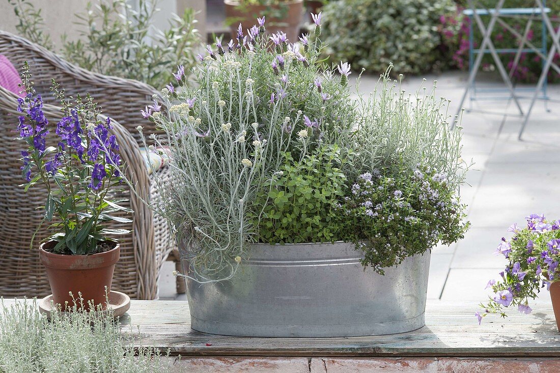 Zinc jardiniere with herbs