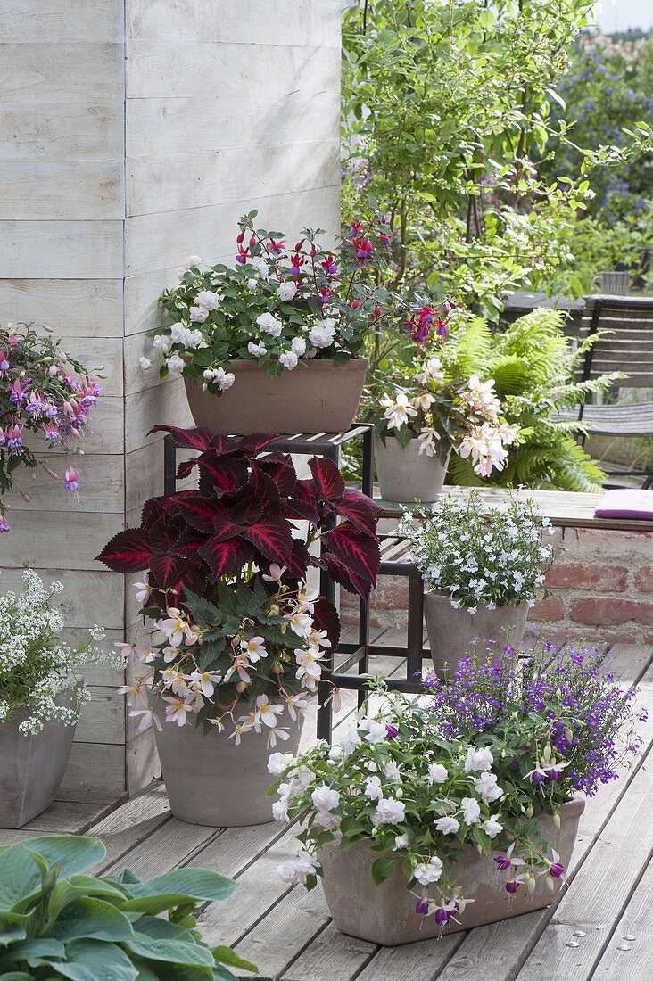 Impatiens walleriana 'Appleblossom', Begonia