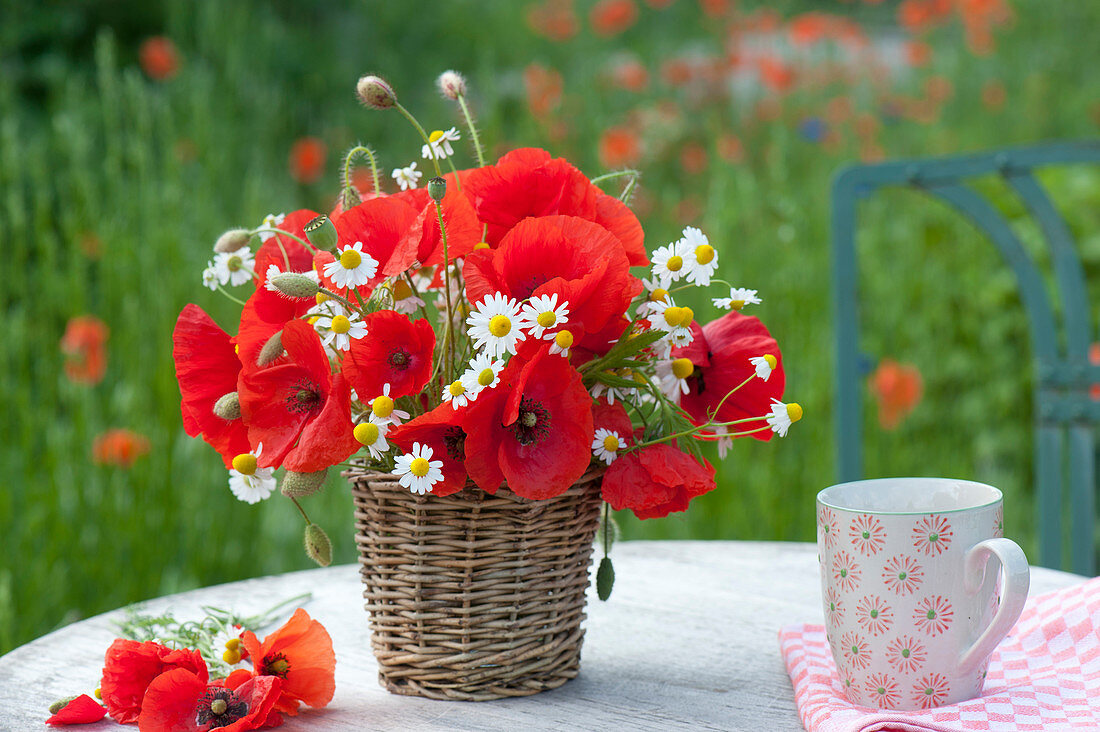 Small bouquet of Papaver rhoeas (poppy) and Matricaria