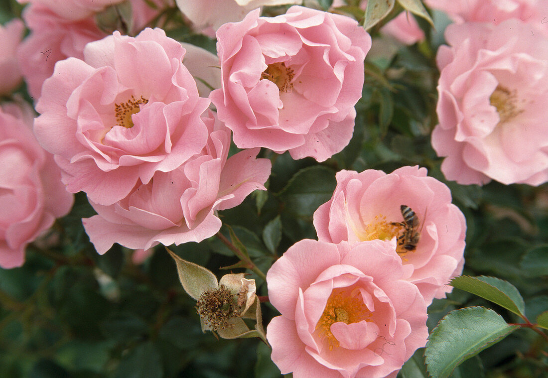 Rosa 'Bonica' with bee