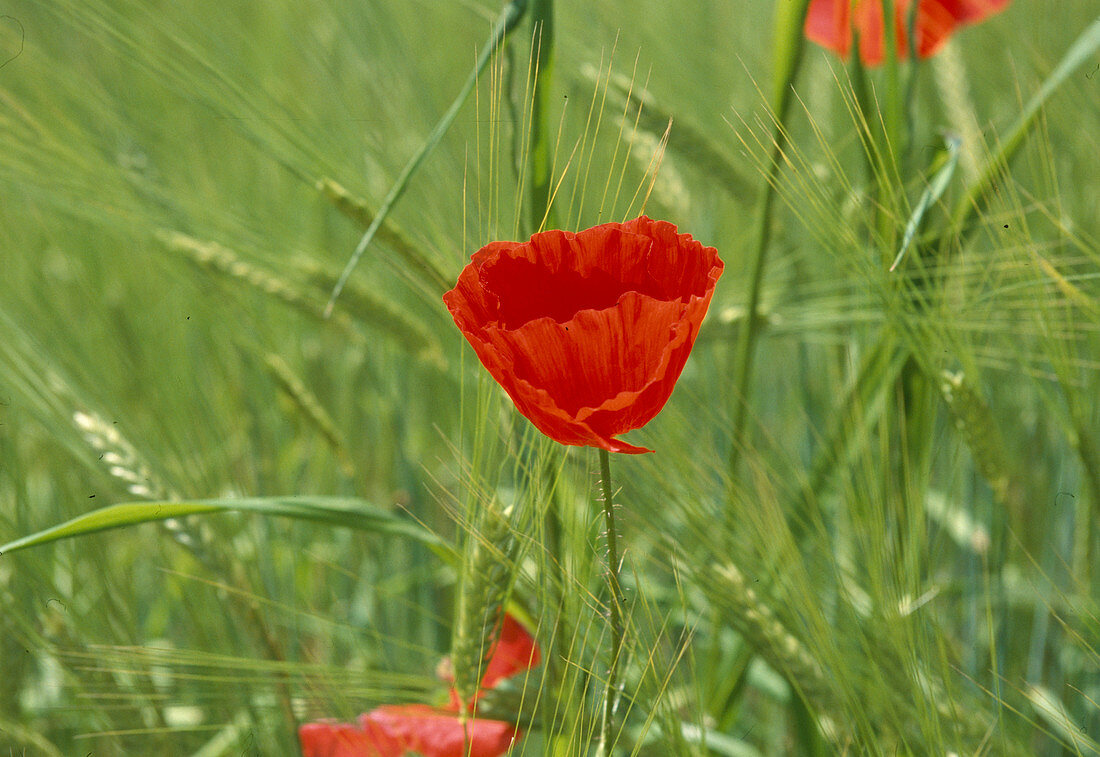 Papaver rhoeas, Klatschmohn