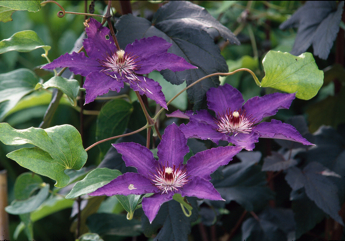 Clematis 'The President' (Waldrebe)