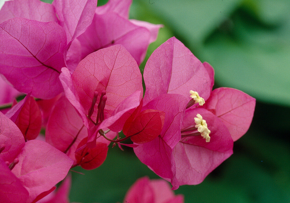 Bougainvillea Spectabilis Pink 