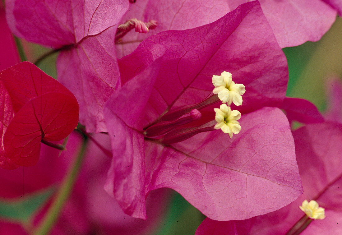 Bougainvillea spectabilis Pink .