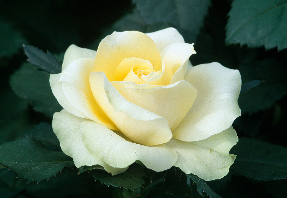 Rosa-Hybride 'Lemon Kordana'