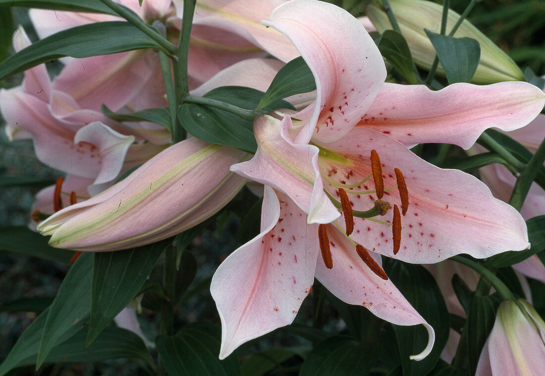 Lilium Orientalis 'Mona Lisa' (lily with red stamens)