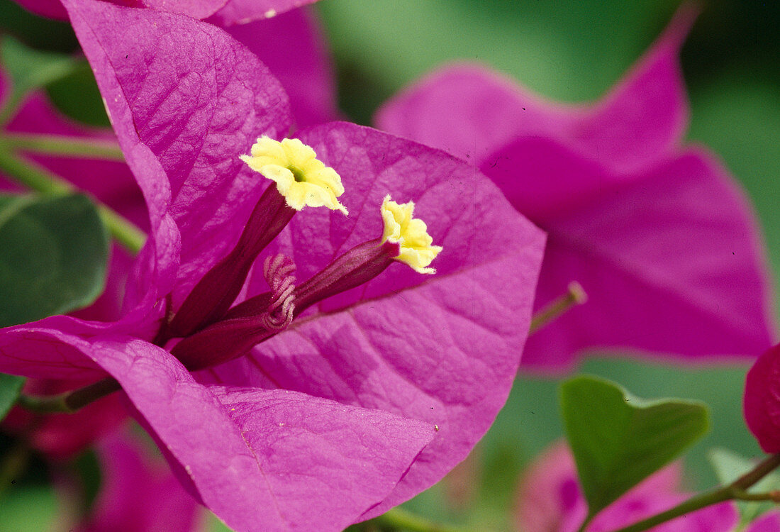 Bougainvillea spectabilis 