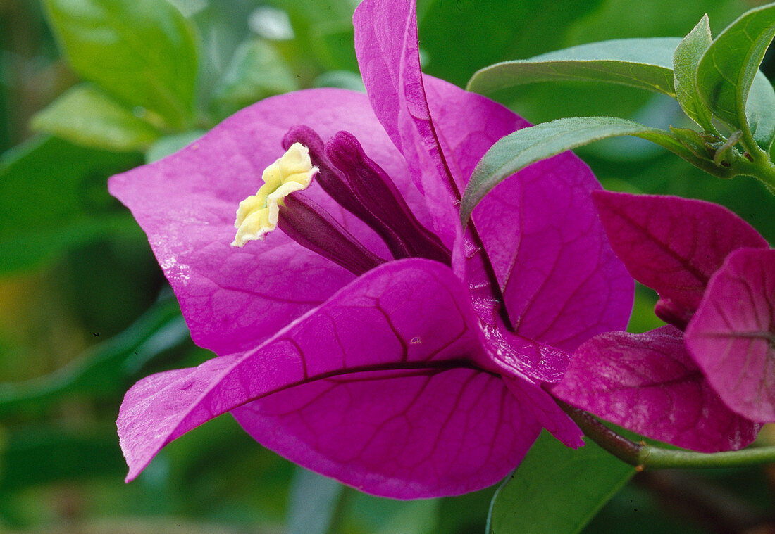 Bougainvillea spectabilis .