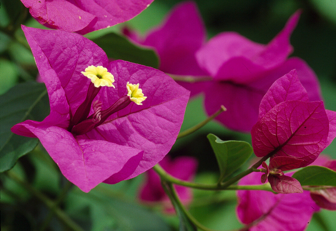 Bougainvillea spectabilis