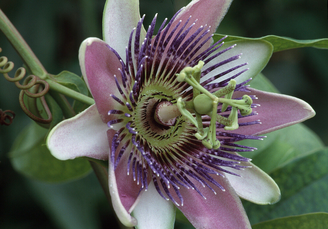 Passiflora x belotii 'Empress Eugenie' - Passion flower