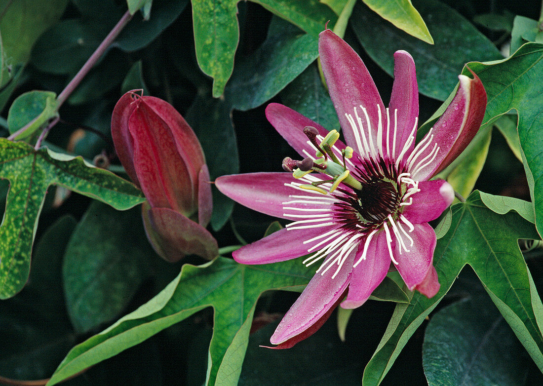Passiflora x violacea 'Victoria' - Passion flower Bl. 00