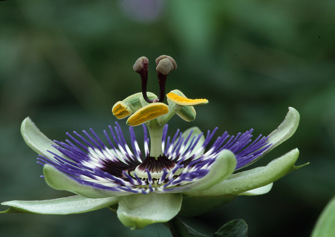 Passiflora Caerulea (Passionflower Bl.00)