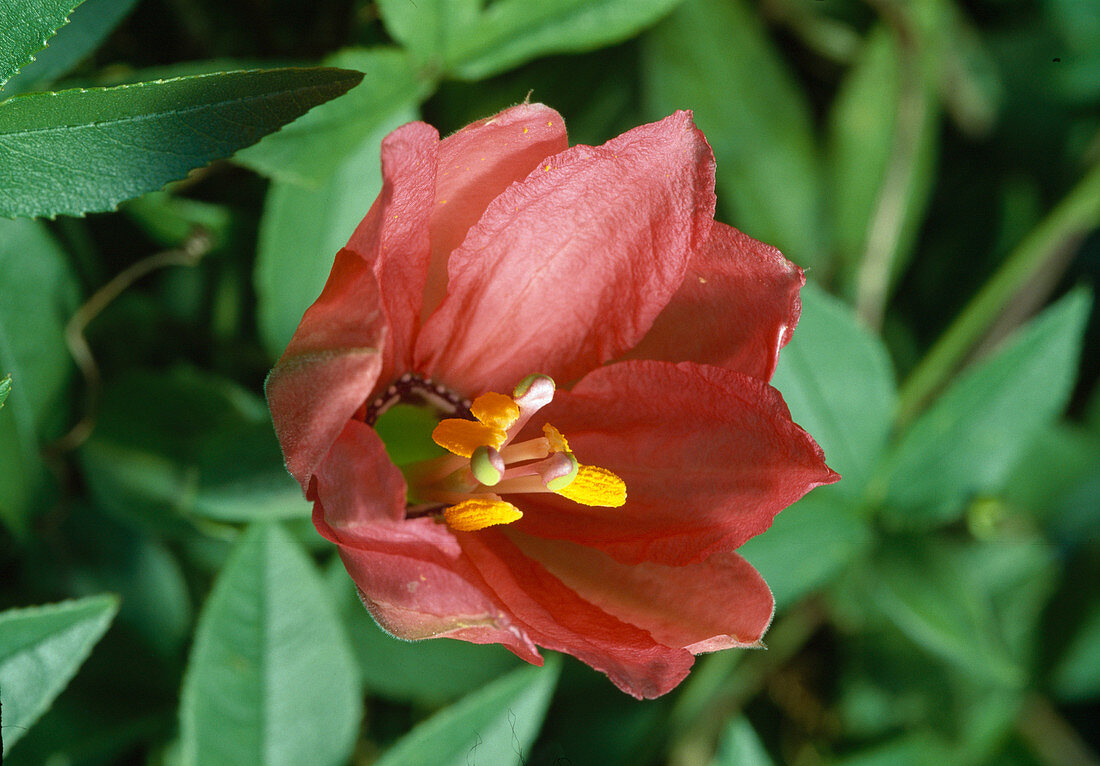 Passiflora tripartita mollissima Bl. 00