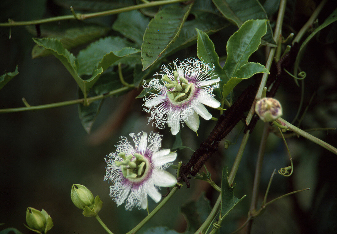 Passiflora edulis Maracuja