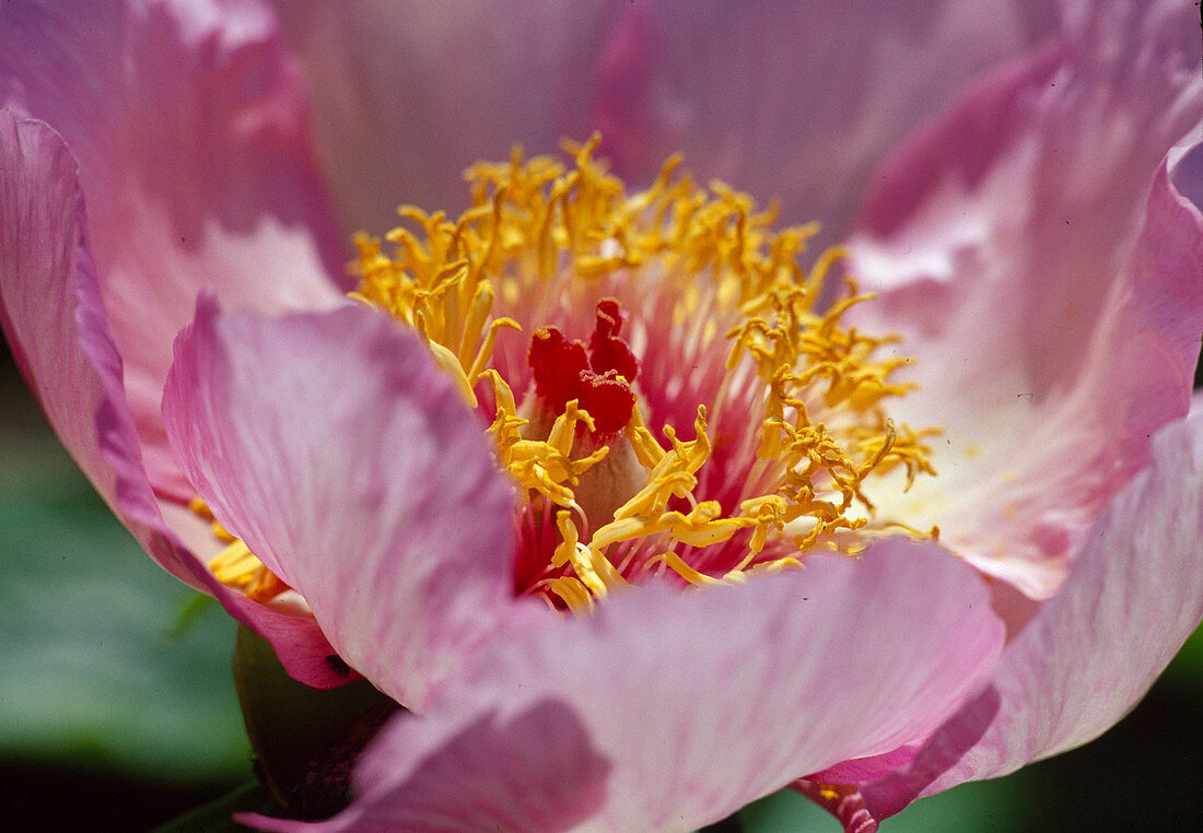 Paeonia lactiflora (Pfingstrose)