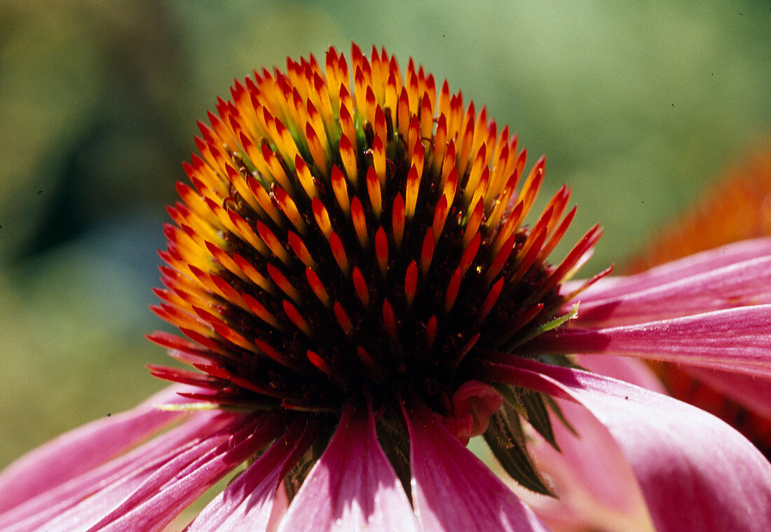 Echinacea purpurea 