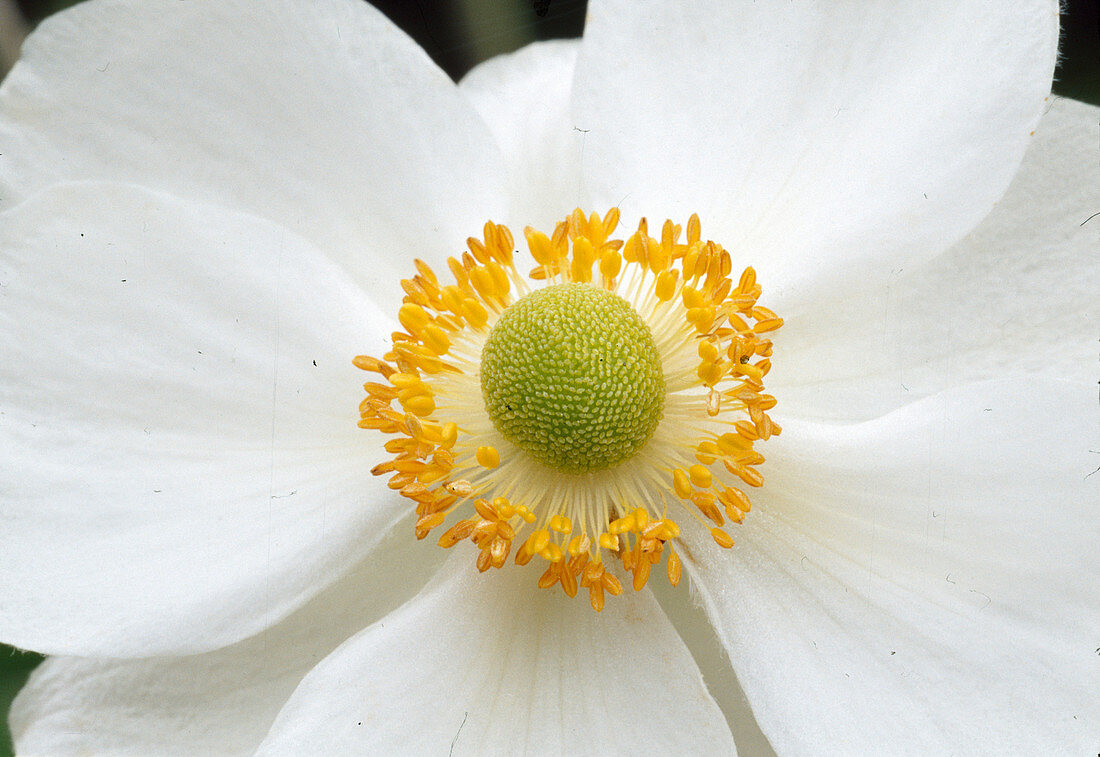 Anemone japonica-hybride 'Honorine Jobert' - Herbstanemone
