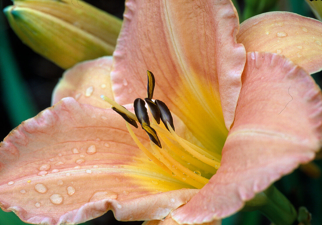 Hemerocallis 'Kakadu' BL 00.00