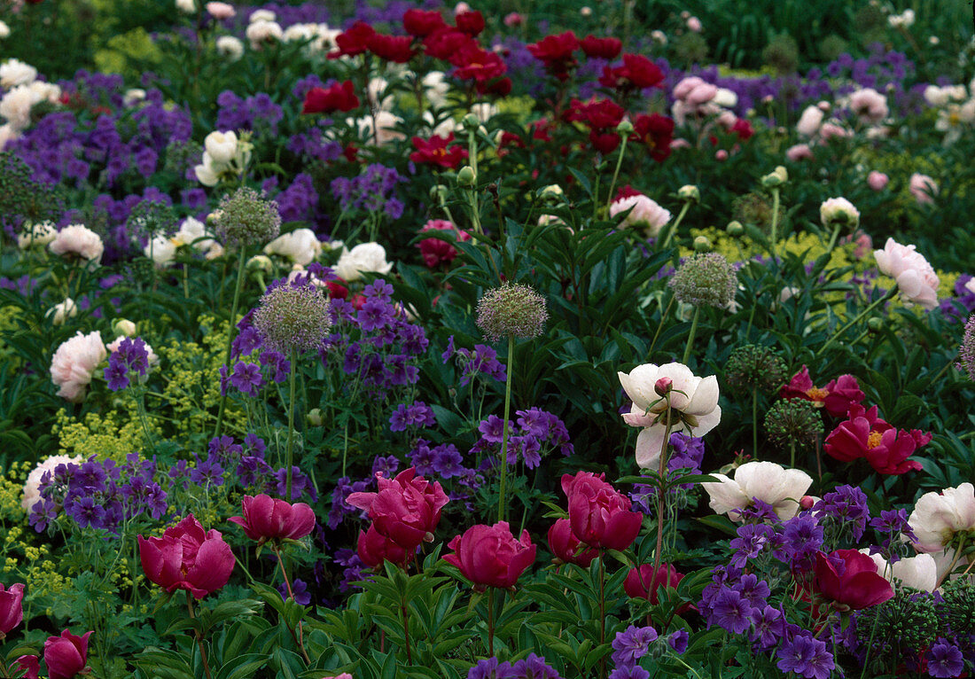 Bed with Paeonia (Peonies), Geranium (Cranesbill), Allium (Ornamental Leek) and Alchemilla (Lady's Mantle) Bl.00.00