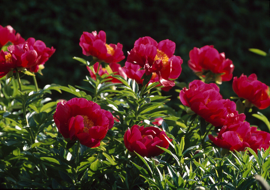 Paeonia officinalis, peasant peony