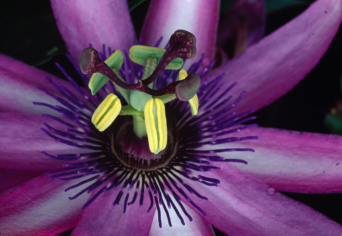 Passiflora - Hybr. 'Amethyst' Bl. 00